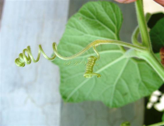  Tendril